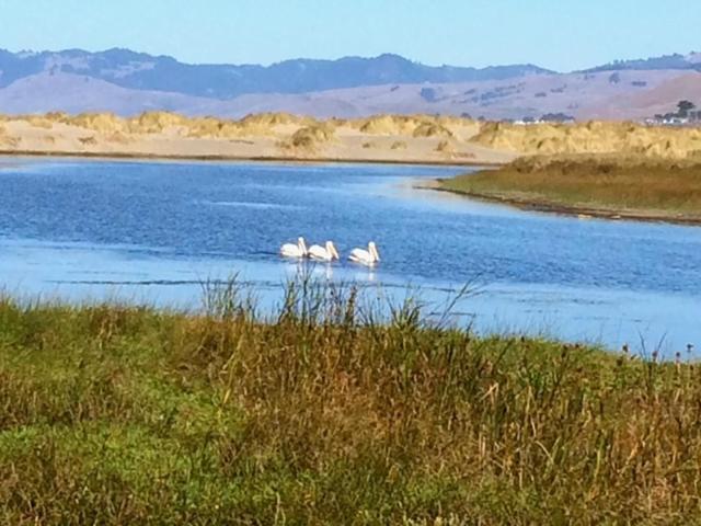 Fishermans Cottage - Sand Dunes Walk To Ocean Bodega Bay Exterior photo